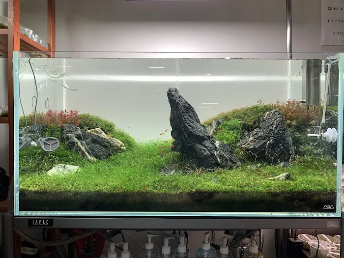 Aqua Forest Aquarium Picture 3
