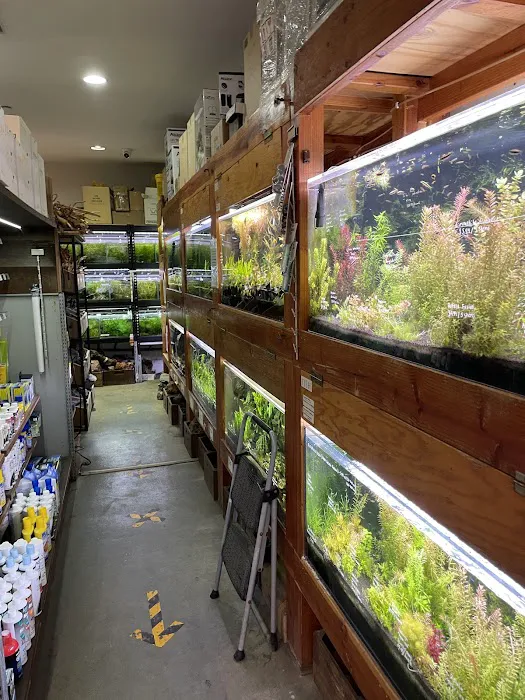 Aqua Forest Aquarium Picture 5