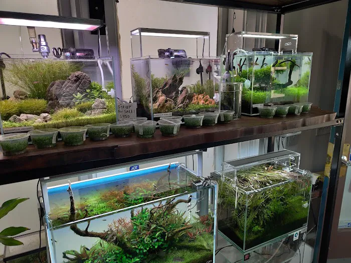 Aqua Forest Aquarium Picture 8