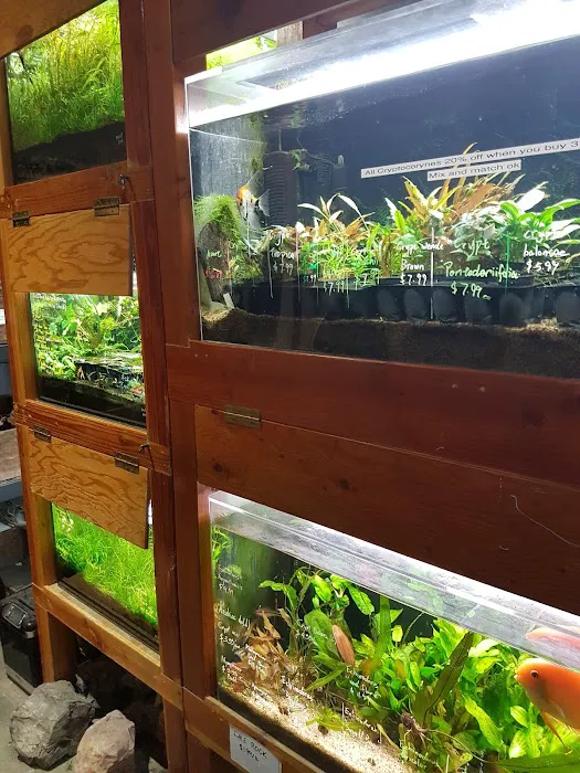 Aqua Forest Aquarium Picture 7