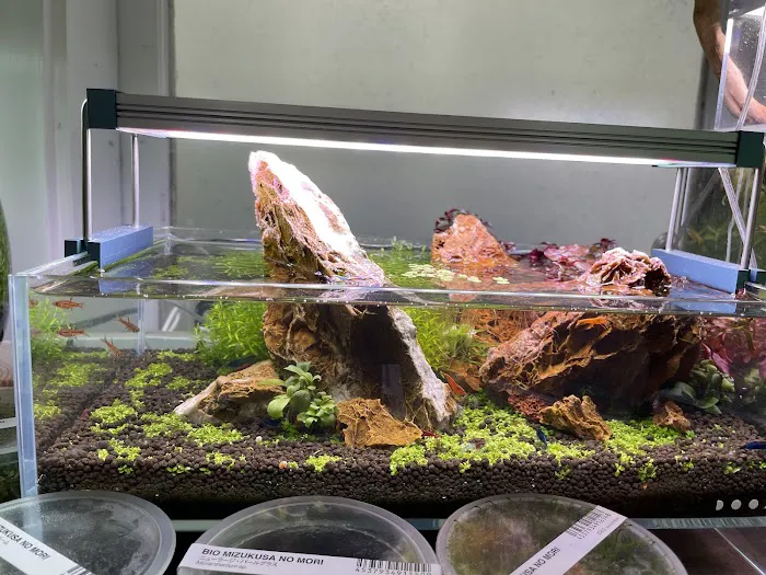 Aqua Forest Aquarium Picture 6