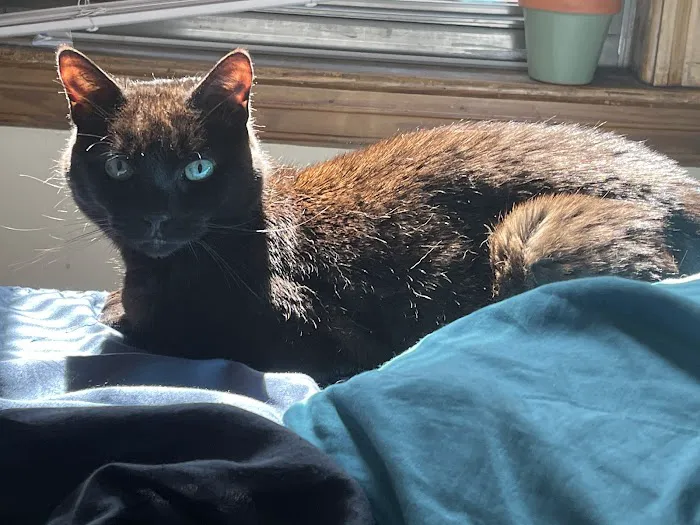 The Boston Cat Hospital Picture 1