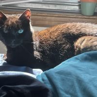 The Boston Cat Hospital ico