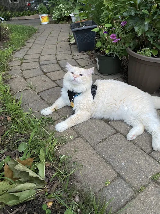 The Boston Cat Hospital Picture 2