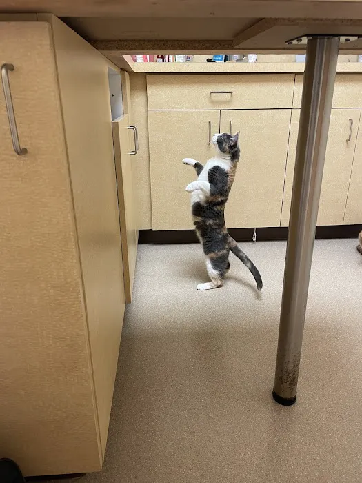 The Boston Cat Hospital Picture 5