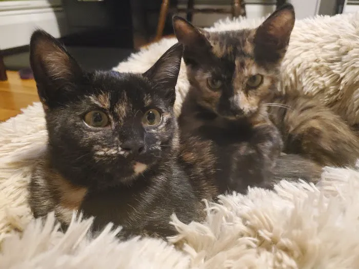 The Boston Cat Hospital Picture 10