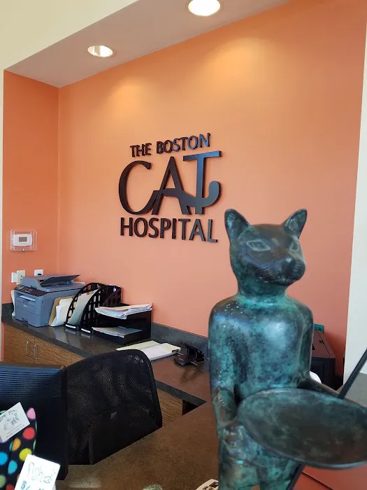 The Boston Cat Hospital Picture 9