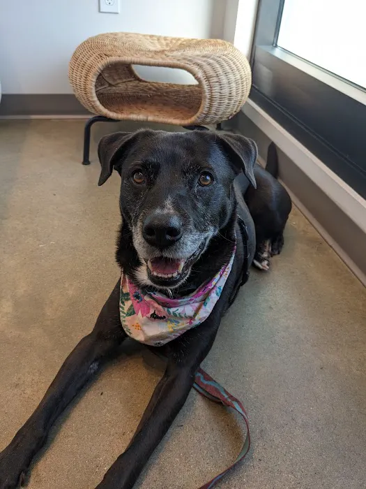 METROVET Veterinary Clinic Picture 5