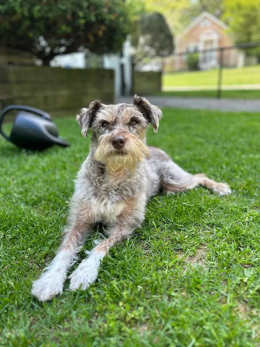 METROVET Veterinary Clinic Picture 7