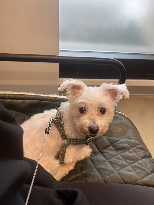 METROVET Veterinary Clinic Picture 9