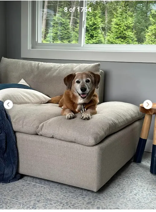 CVCA Cardiac Care for Pets - Waltham Picture 1