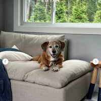 CVCA Cardiac Care for Pets - Waltham ico