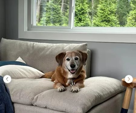 CVCA Cardiac Care for Pets - Waltham