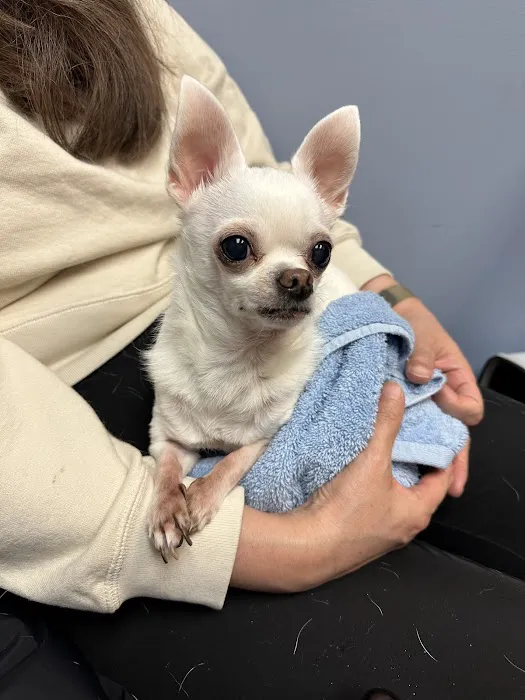 CVCA Cardiac Care for Pets - Waltham Picture 5