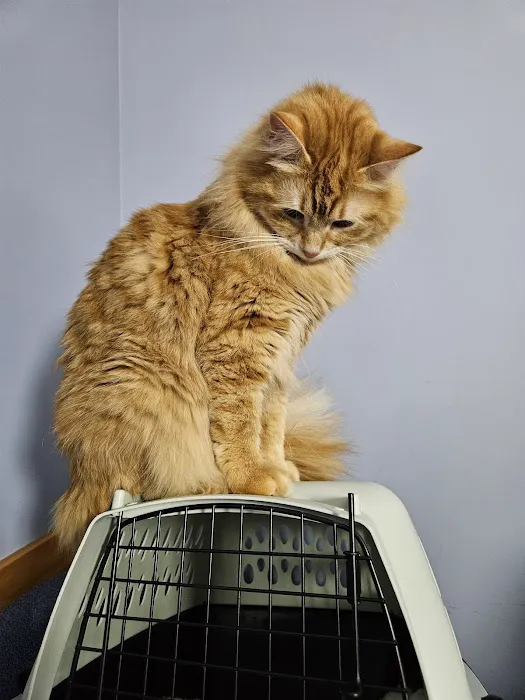 CVCA Cardiac Care for Pets - Waltham Picture 4