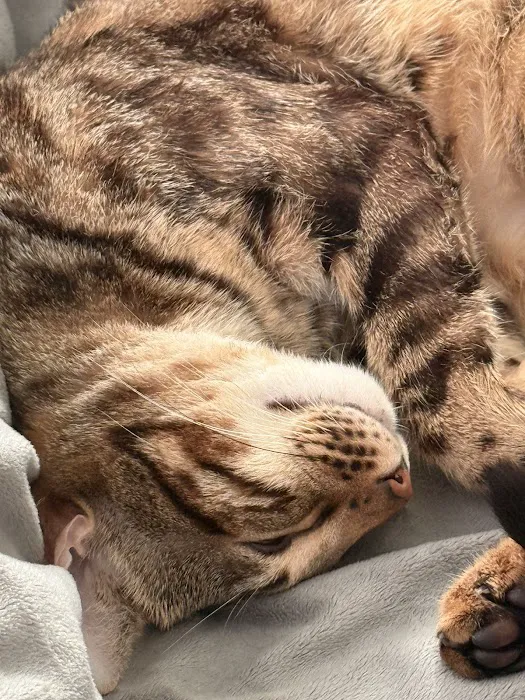 CVCA Cardiac Care for Pets - Waltham Picture 6