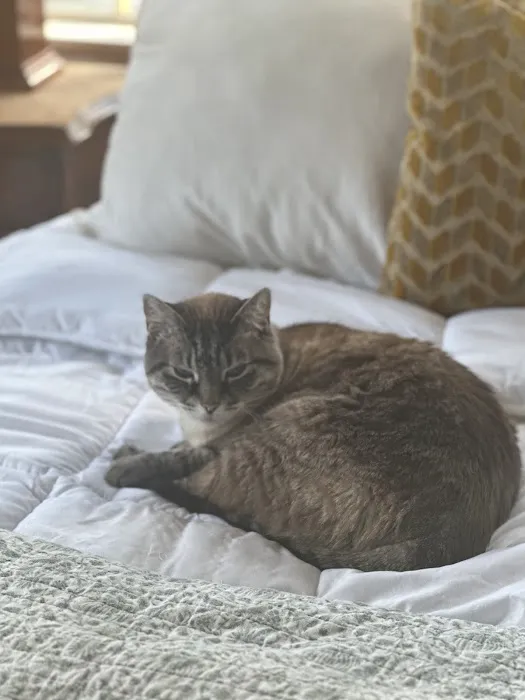 CVCA Cardiac Care for Pets - Waltham Picture 10