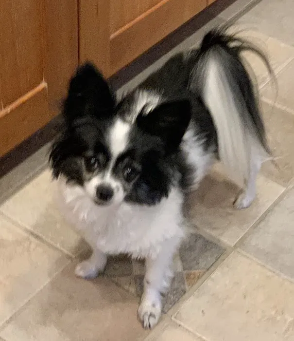 CVCA Cardiac Care for Pets - Waltham Picture 9