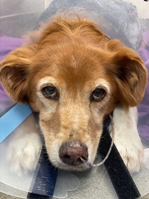 BluePearl Pet Hospital Picture 2