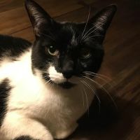 BluePearl Pet Hospital ico