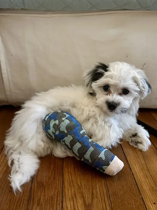 BluePearl Pet Hospital Picture 5