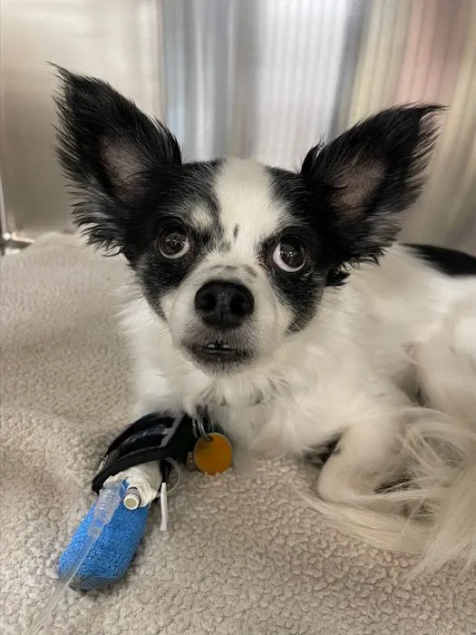 BluePearl Pet Hospital Picture 10