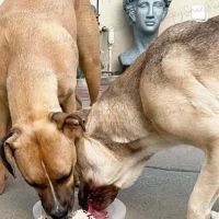 Snacky Snax Barkery ico