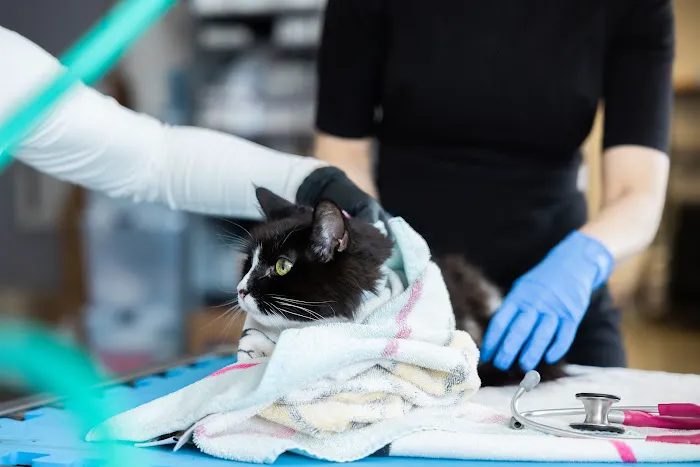 Ally Veterinary Specialty Center Picture 9