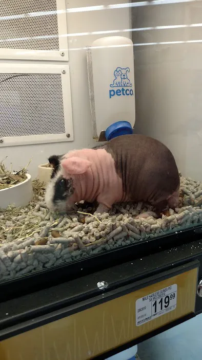 Petco Picture 7