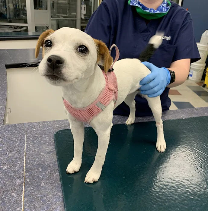 MSPCA-Angell West Picture 5