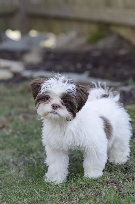 MSPCA-Angell West Picture 7