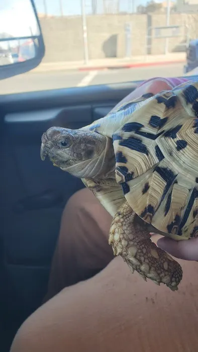 Hoffmann's Reptile Shop Picture 1