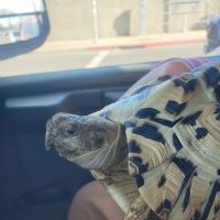 Hoffmann's Reptile Shop ico