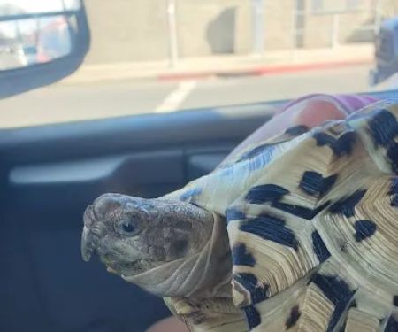 Hoffmann's Reptile Shop