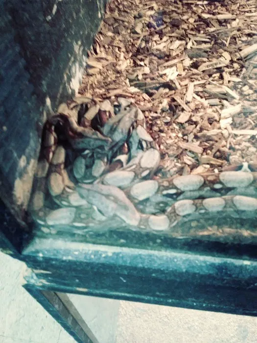 Hoffmann's Reptile Shop Picture 8