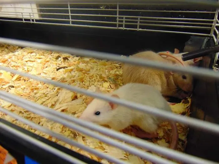 Hoffmann's Reptile Shop Picture 2