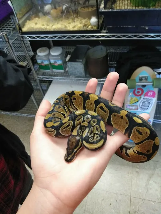 Hoffmann's Reptile Shop Picture 7