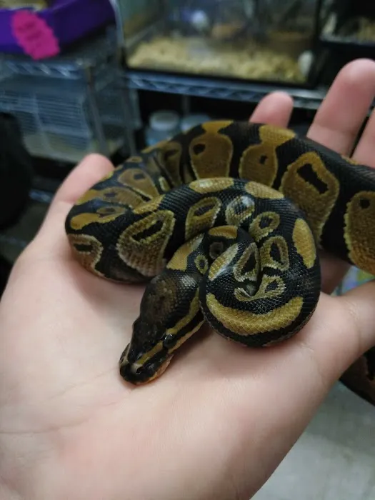 Hoffmann's Reptile Shop Picture 4