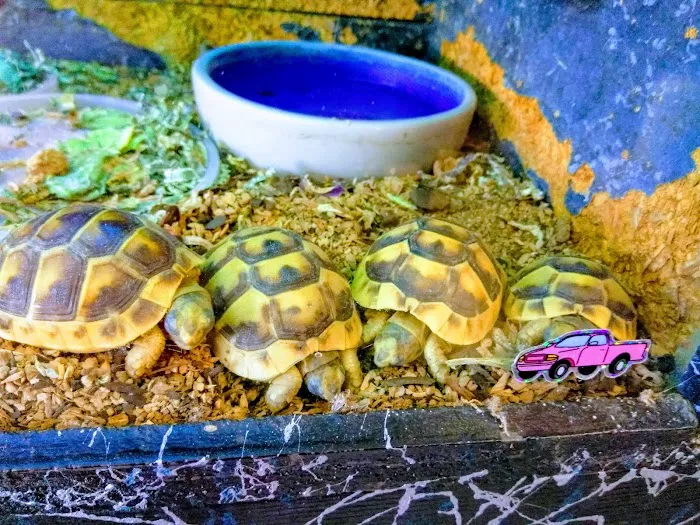 Hoffmann's Reptile Shop Picture 9