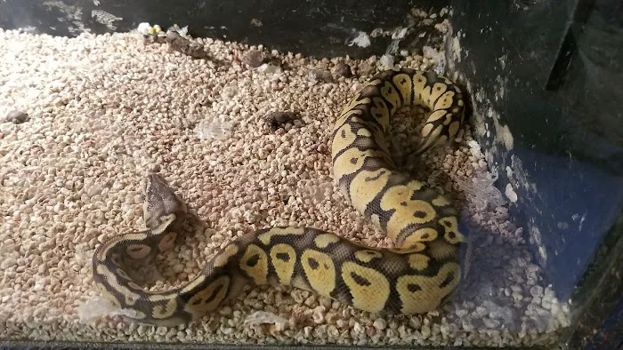 Hoffmann's Reptile Shop Picture 10