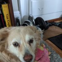 Kindness Animal Hospital ico