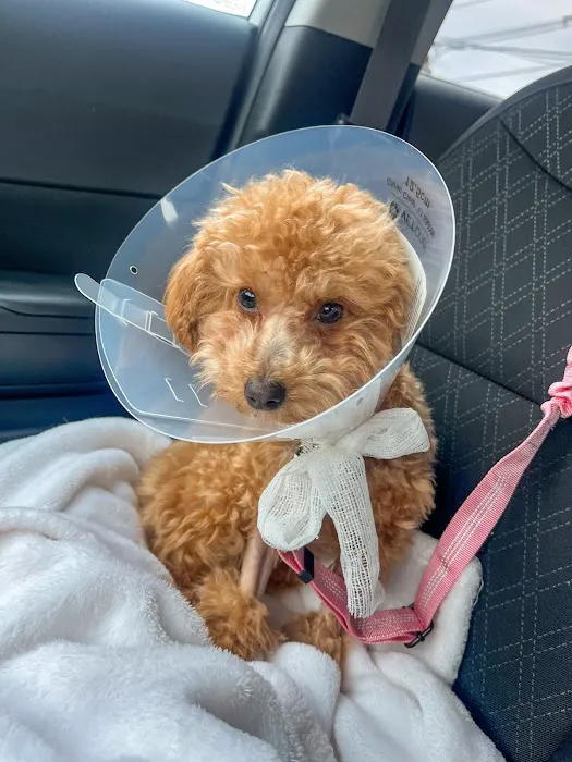 Kindness Animal Hospital Picture 3