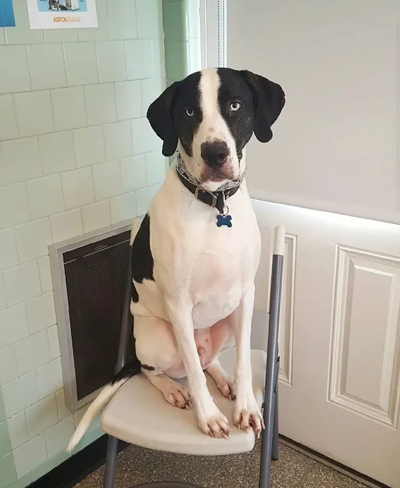 Kindness Animal Hospital Picture 2