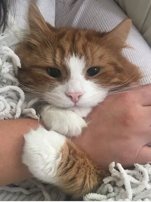 Kindness Animal Hospital Picture 7