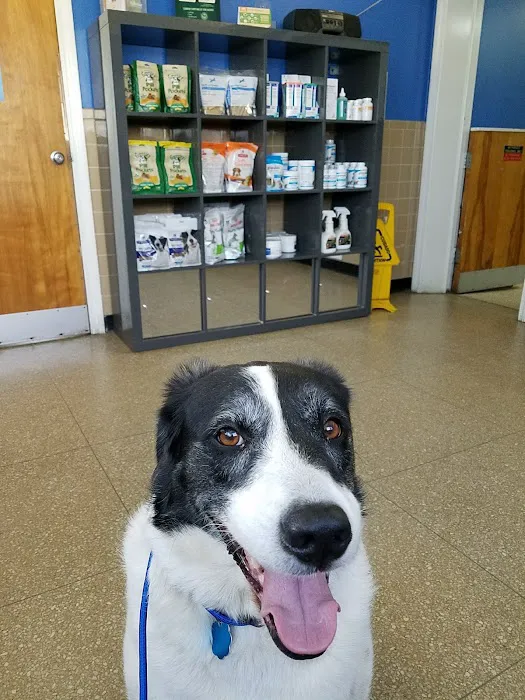Kindness Animal Hospital Picture 5