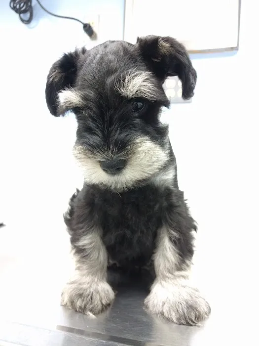 Kindness Animal Hospital Picture 9