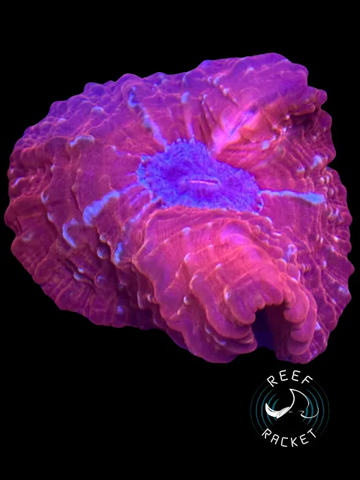 Reef Racket LLC Picture 4