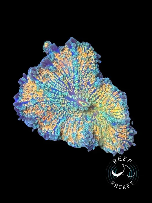 Reef Racket LLC Picture 1