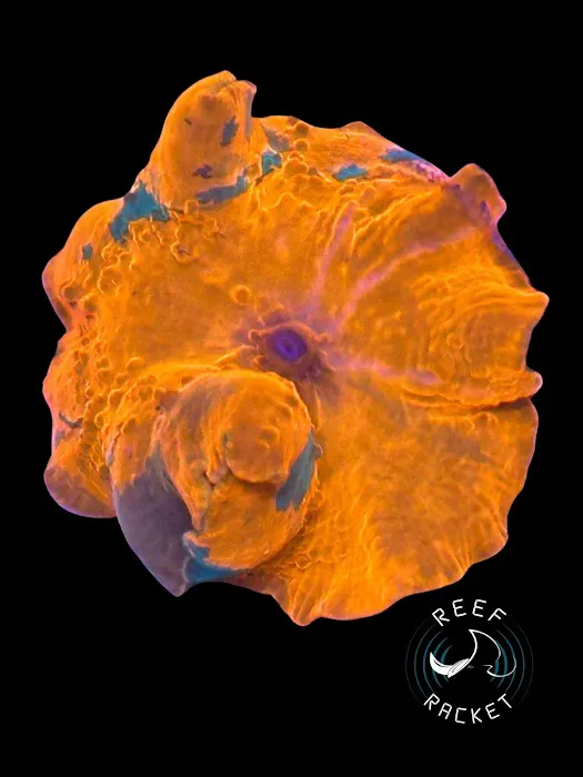 Reef Racket LLC Picture 3