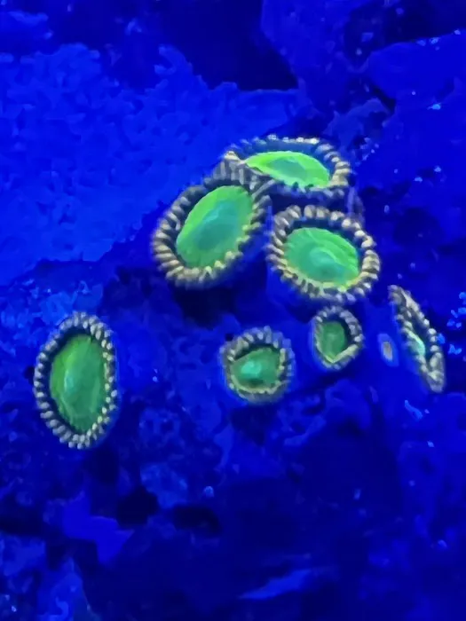 Reef Racket LLC Picture 6